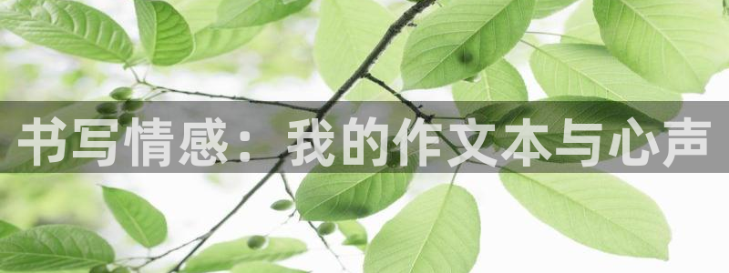 j9九游会最新网站：书写情感：我的作文本
